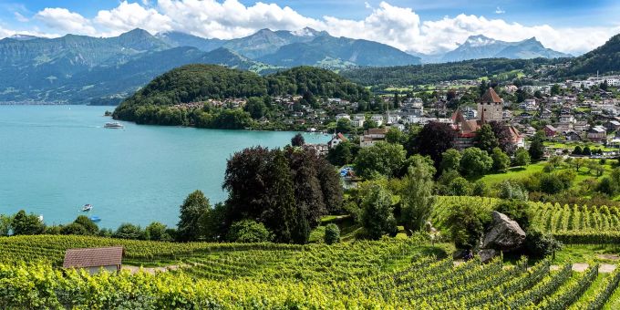 Die Rebberge am Spiezberg in Spiez. Die Rebberge am Spiezberg in Spiez.