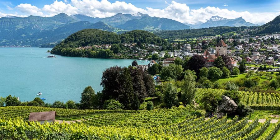 Aussicht über die Rebberge am Spiezberg in Spiez.