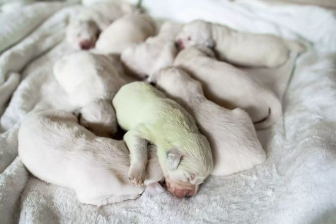 Grund für die grünliche Farbe sind Reststoffe in der Plazenta der Hunde-Mama. Hündin bringt grünen Welpen zur Welt
