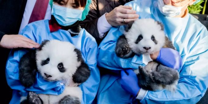 Berlin - Berliner Pandazwillinge tragen traumhafte Namen Meng Xiang und Meng Yuan