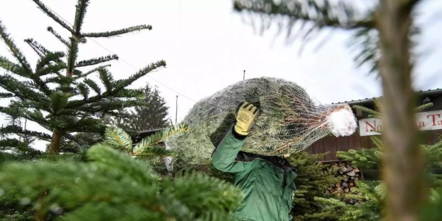 Ein Weihnachtsbaumzüchter läuft mit einer Nordmann-Tanne auf der Schulter über seinen Hof. Foto: Felix Kästle/dpa