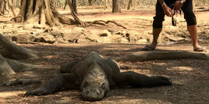 «Drachen-Insel» Komodo