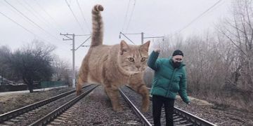Katze