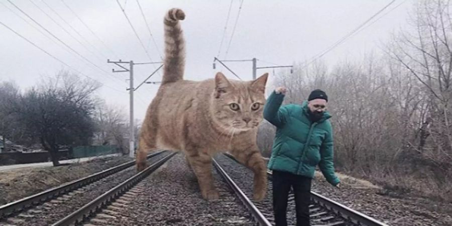 Katze