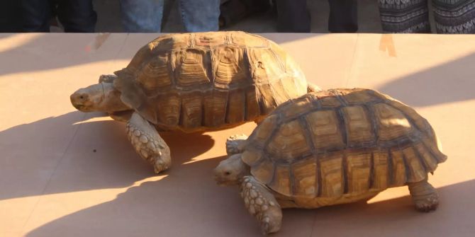 Schildkröten-Wettrennen im Sudan