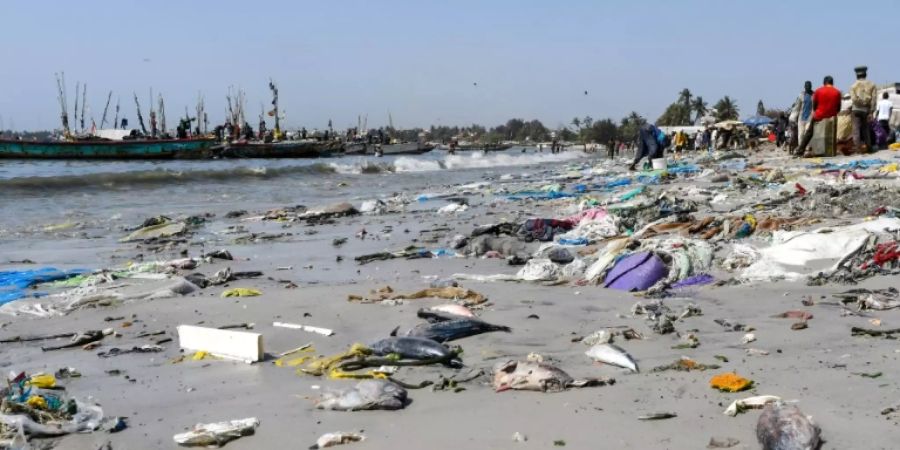 Tote Fische und Plastikmüll im Senegal