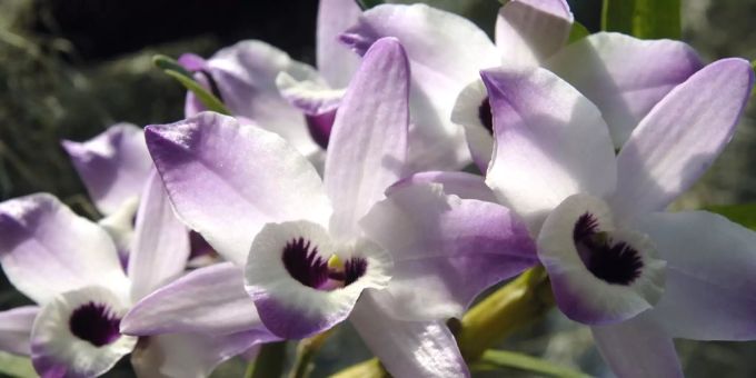 Orchideenhaus, Botanischer Garten St. Gallen Botanischer Garten St. Gallen