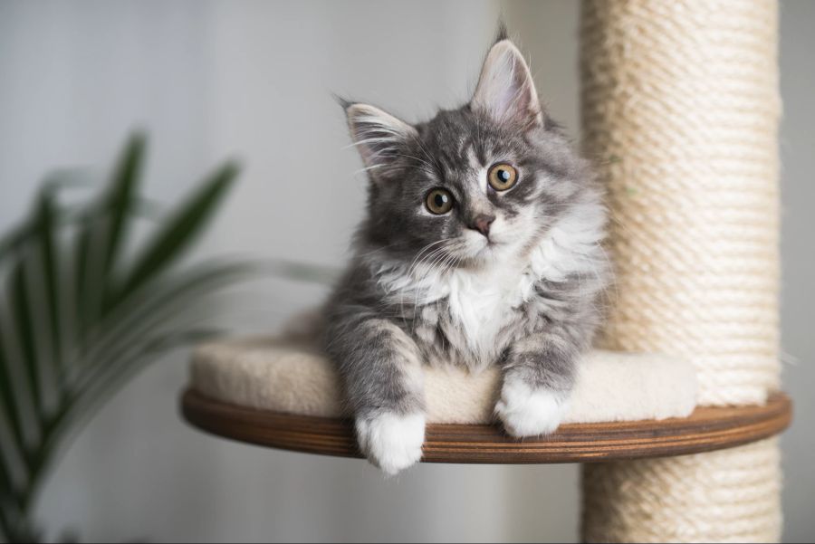 Katze auf Spielbaum