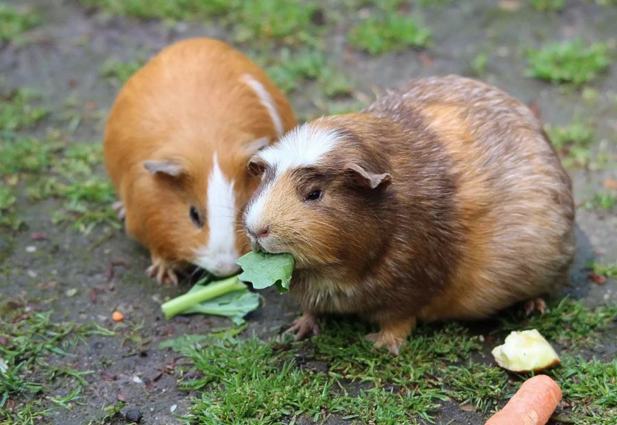 meerschweinchen