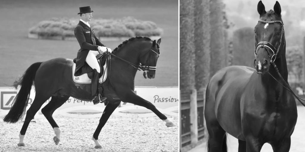 Warum starb das 10MillionenPferd Totilas (†20) nach Operation?