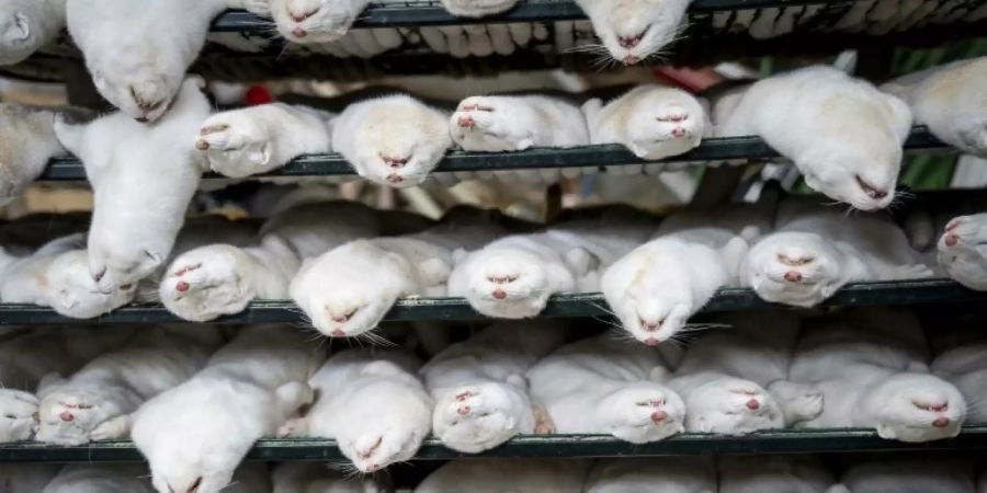 Gekeulte Nerze Anfang November in Dänemark