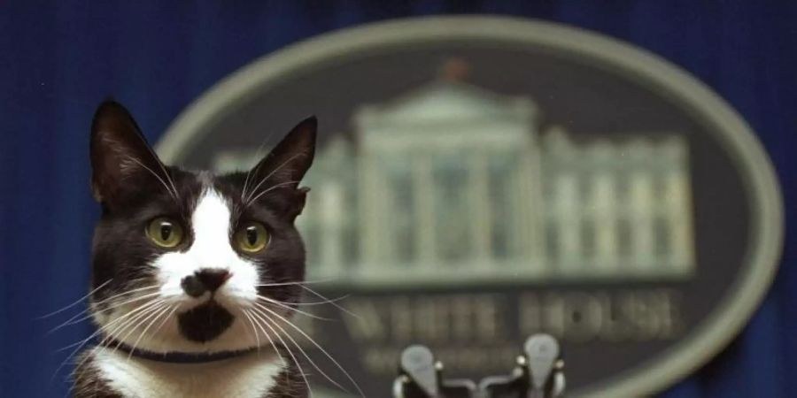 Die Katze Socks des damaligen Präsidentens Bill Clinton 1994 im Besprechungsraum des Weissen Hauses. Foto: Marcy Nighswander/AP/dpa