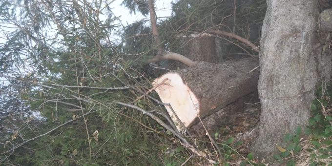 Holzerunfall in Glais.