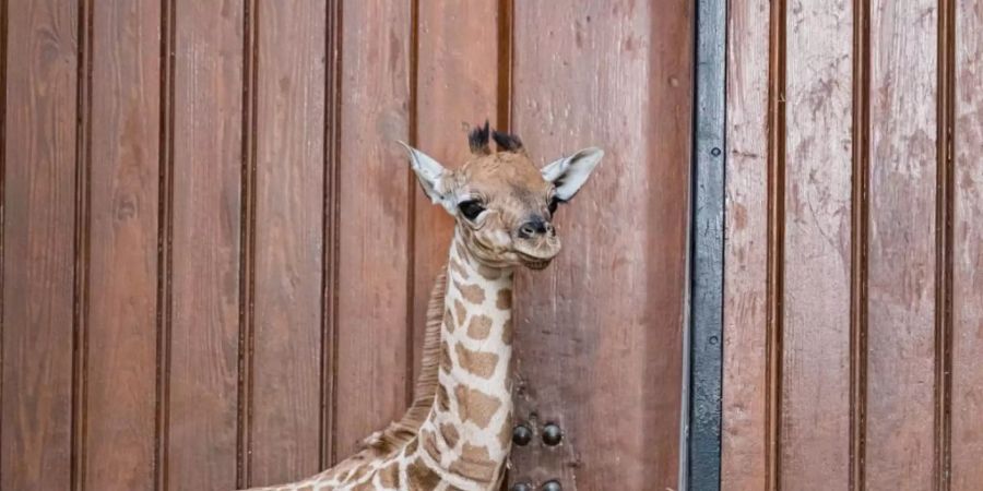 Rohaya wurde am späten Nachmittag des 4. November um 16.34 Uhr im Zoo Basel geboren.