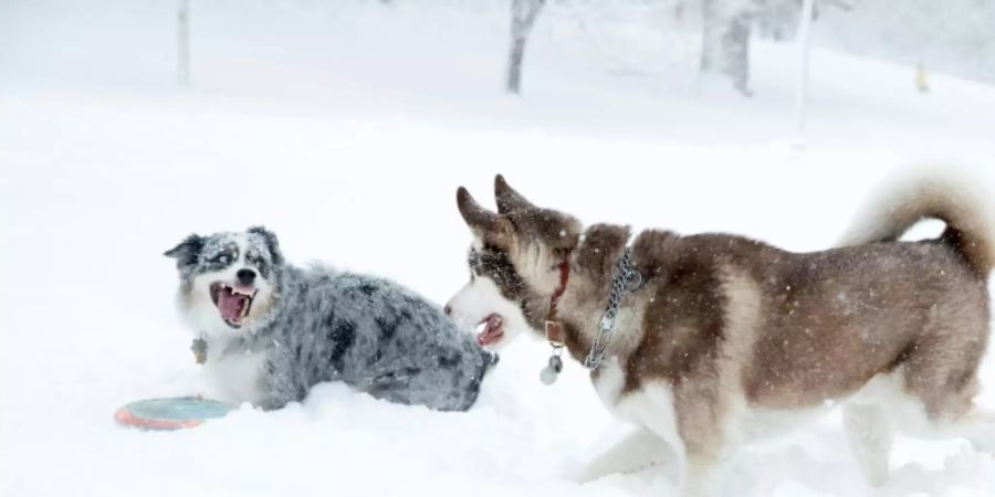 Im Schee tollende Hunde