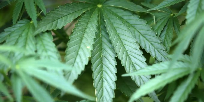 Blätter von Hanf. (Symbolbild) Cannabis hanf