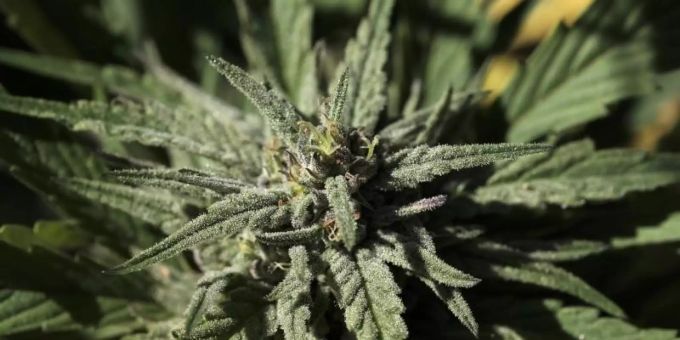 Ludwigsburg - Schlag gegen Drogenbande: 74 Kilo Marihuana sichergestellt