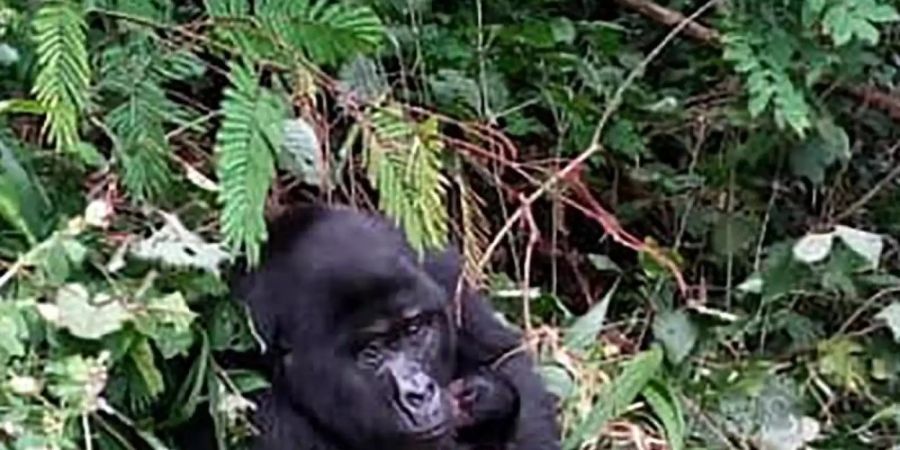 Ein ausgewachsener Berggorilla hält im Bwindi-Nationalpark in Uganda ein Baby im Arm. Foto: Uganda Wildlife Authority/AP/dpa