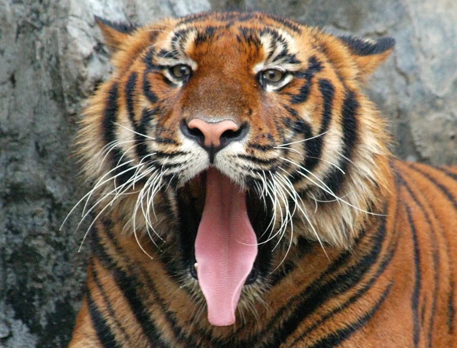 tiger