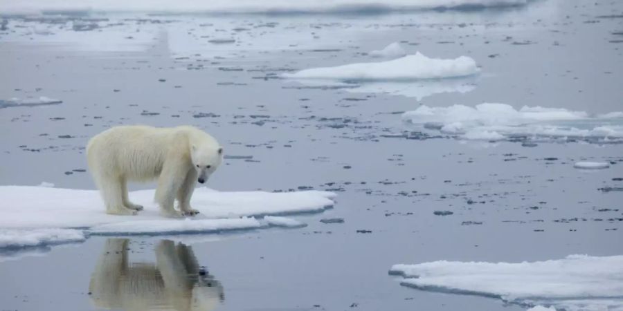 Eisbär