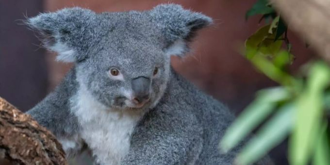 Koalaweibchen Pippa. Koalaweibchen Pippa.