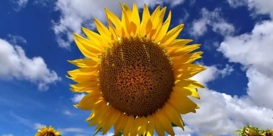 Feld mit Sonnenblumen in Frankreich