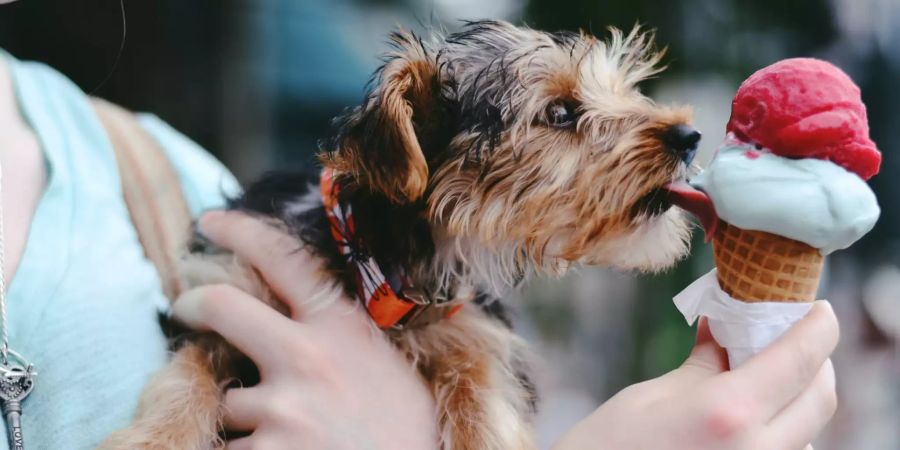 Hund schleckt ein Glacé