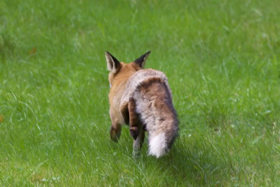 Ein Fuchs