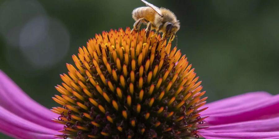 echinacea