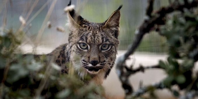 Der Pardelluchs konnte von der Weltnaturschutzunion von «stark gefährdet» auf «gefährdet» zurückgestuft werden. Der Pardelluchs konnte von der Weltnaturschutzunion von «stark gefährdet» auf «gefährdet» zurückgestuft werden.