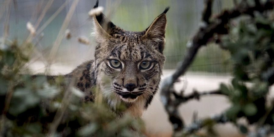 Der Pardelluchs konnte von der Weltnaturschutzunion von «stark gefährdet» auf «gefährdet» zurückgestuft werden.