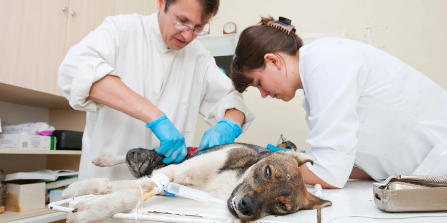 Tierarzt Assistentin Hund OP