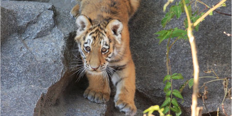 Tigerbaby Felsen