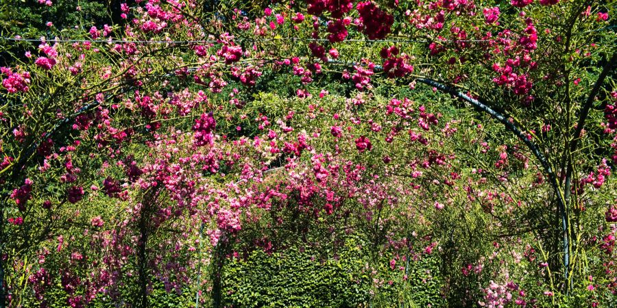 Eine Rosen-Pergola sorgt sofort für romantische Stimmung im Garten.