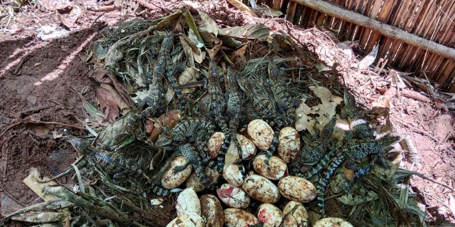 60 Krokodilbabys sind geschlüpft.