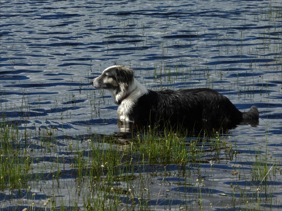 Hund im Wasser