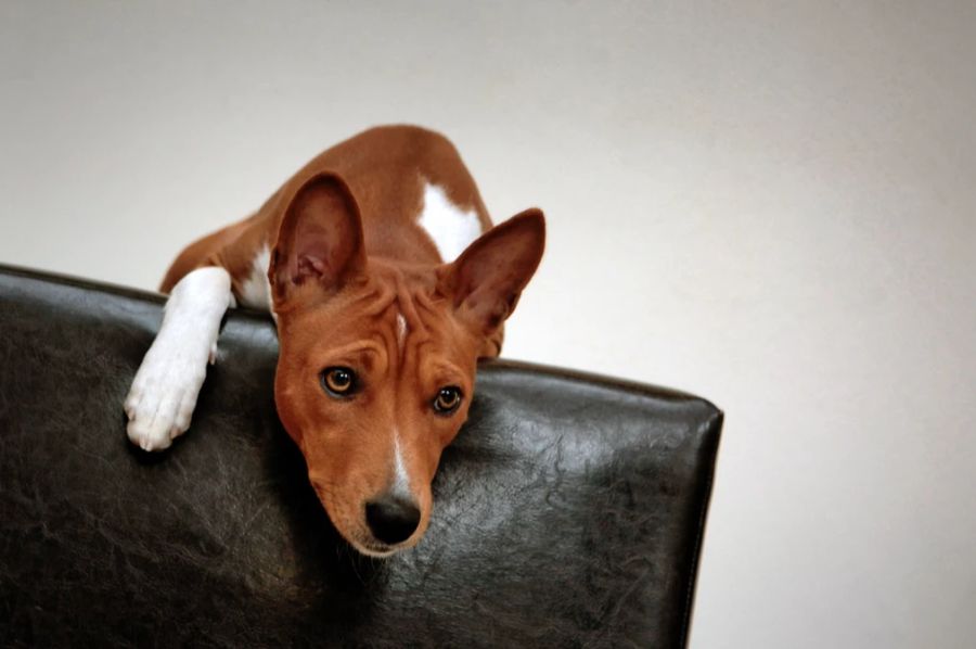 Beim Werwolf-Syndrom haben Hunde unter anderem plötzlich Panikattacken oder bellen und heulen andauernd.