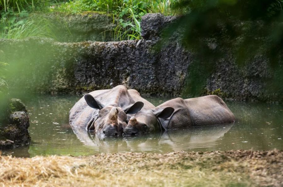 Tierschützer Olivier Bieli fordert mehr Rückzugsorte für Nashörner und Co.