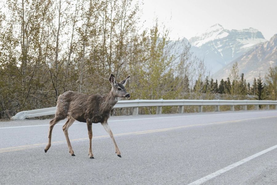 Wild, Reh, Strasse