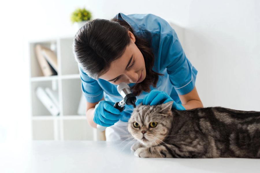 Katze beim Tierarzt