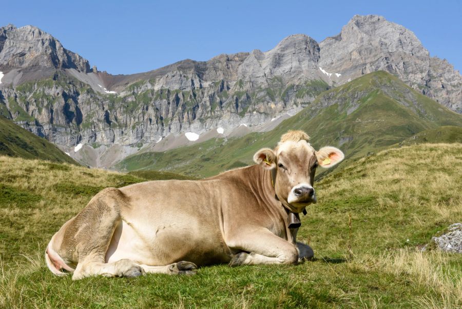 Kuh Schweizer Alpen