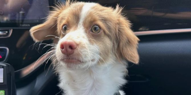 Hund Polizei Thurgau