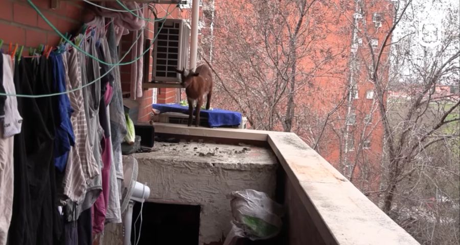 Nach einer Weile steigt das Tier ohne weiteres Zutun der Retter plötzlich auf die Trage und schlendert Richtung Balkon.