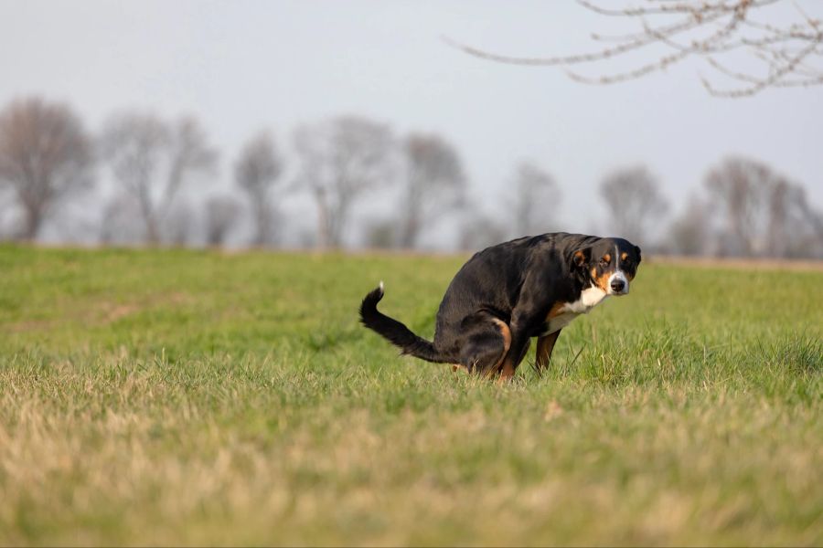 hund kot rot blut stuhl