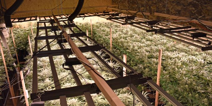Diese Hanf-Indoor-Anlage wurde in Altwis LU entdeckt. Hanf-Indoor-Anlage geräumt