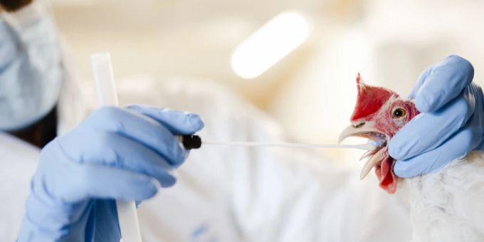 Eine neue Studie untersucht mögliche Mutationen des H5N1-Virus: Droht uns bald die nächste Pandemie? pandemie