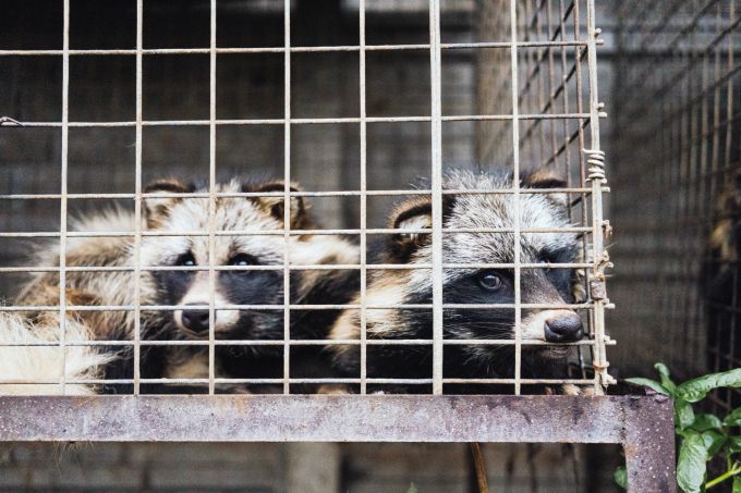 Das monotone Leben auf Pelzfarmen löst bei den Tieren schwere Verhaltensstörungen aus. FOUR PAWS