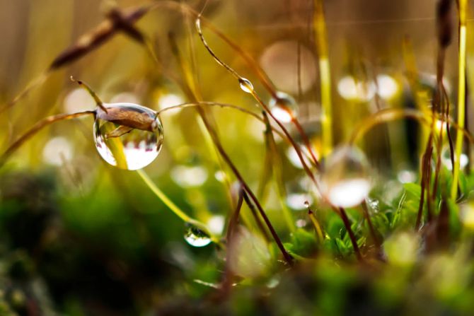 Regen Gras Feuchtigkeit Wasser