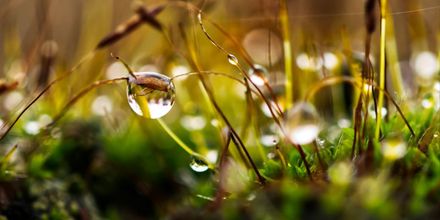 Regen Gras Feuchtigkeit Wasser