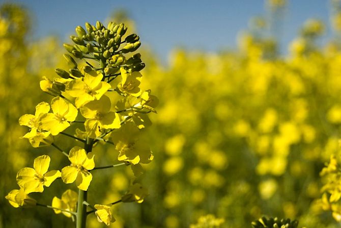 Raps Pflanze Canola Feld
